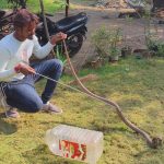 ધરમપુર બારોલીયા થી કબૂતરના પીંજરામાં ઈંડા આરોગવા આવેલ કિંગ કોબ્રાનું 2 અને એક રસલવાઈપરનું રેસ્ક્યુ