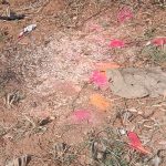 નડગધરી ગામે 12 મરઘા 1 બકરા ની બલી વિધિ પ્રકરણ માં રસોઈયા સામે પોલીસે ગુન્હો દાખલ કર્યો 