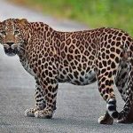 વાપી તાલુકાના પંડોર ગામે દીપડો દેખા દેતા લોકોમાં ભય નો માહોલ