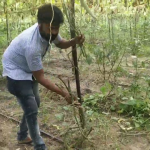 નાનાબાળક ની જેમ ઉછેરી ને મોટા કરેલા ફડવળના 300 વેળા કોઈ ઈસમ કાપી જતા ખેડૂતને 4 લાખનું નુકશાન 