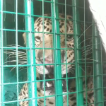 વલસાડના ચિચવાડા ગામમાંથી ખુંખાર દીપડો પાંજરે પુરાયો..