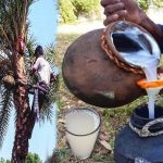 શું તમે પણ તાડીના નશો કરવાનો શોખ છે ?જો હા ! તો,ચેતી જજો